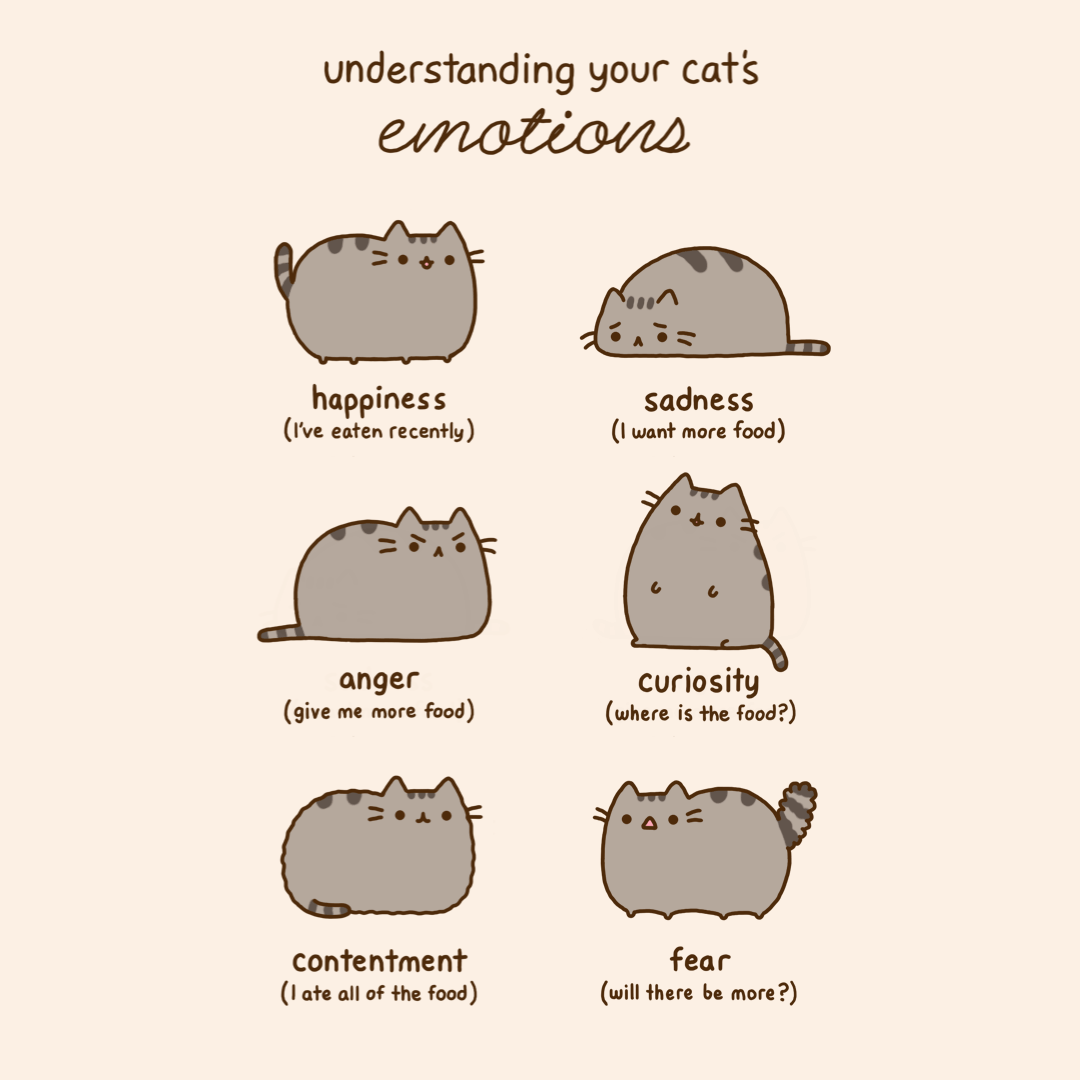 Understanding Your Cat's Emotion