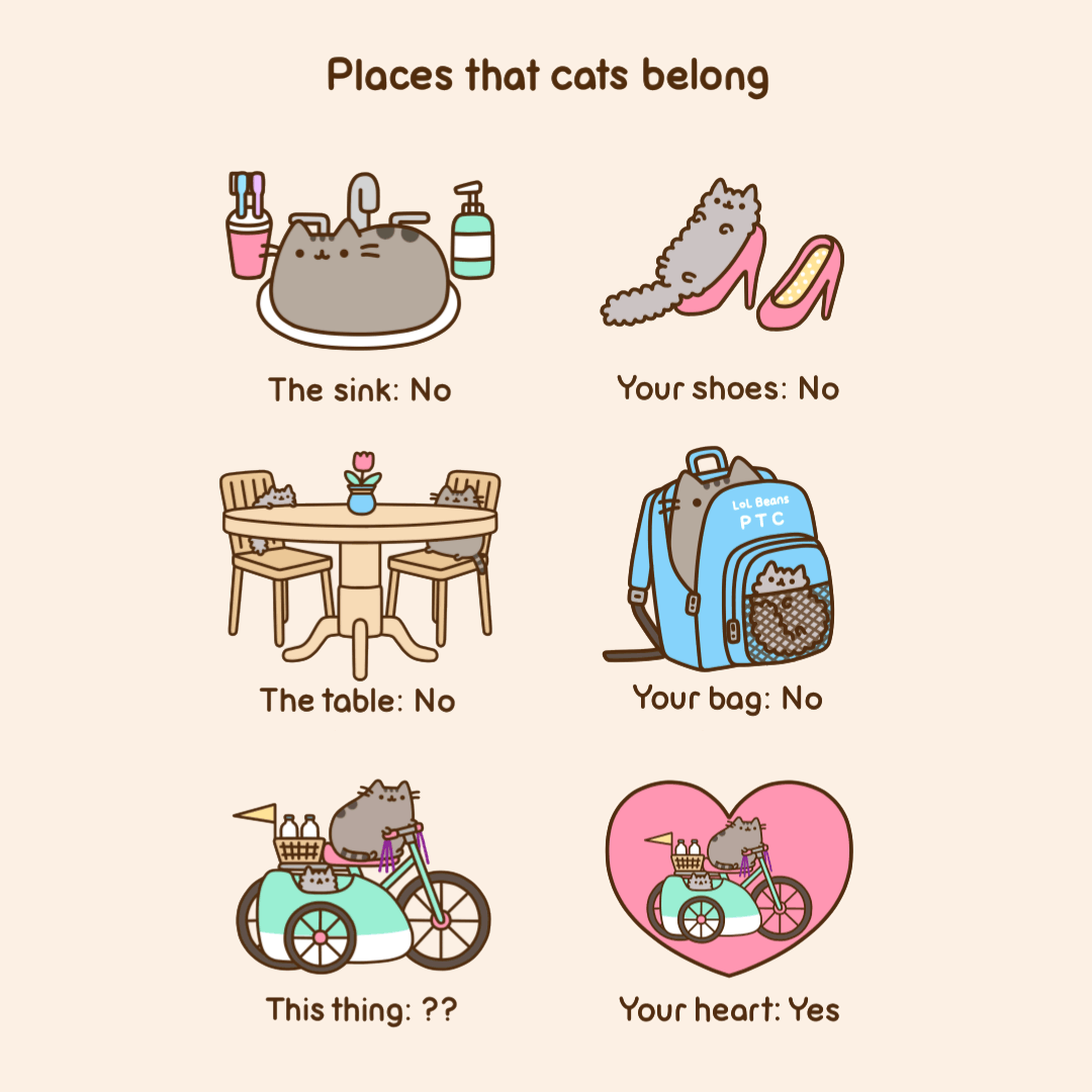Places That Cats Belong