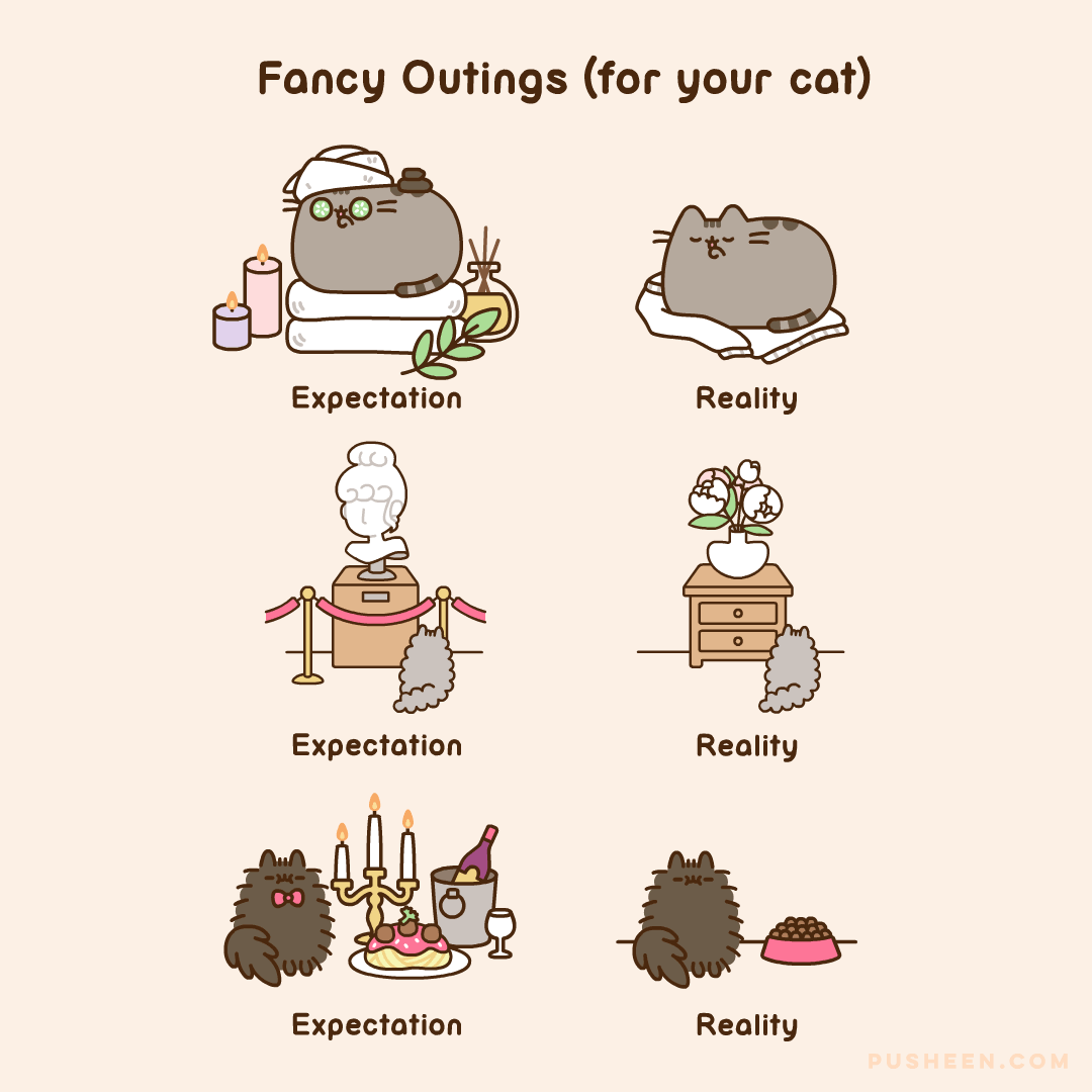 Fancy Outings for Your Cat