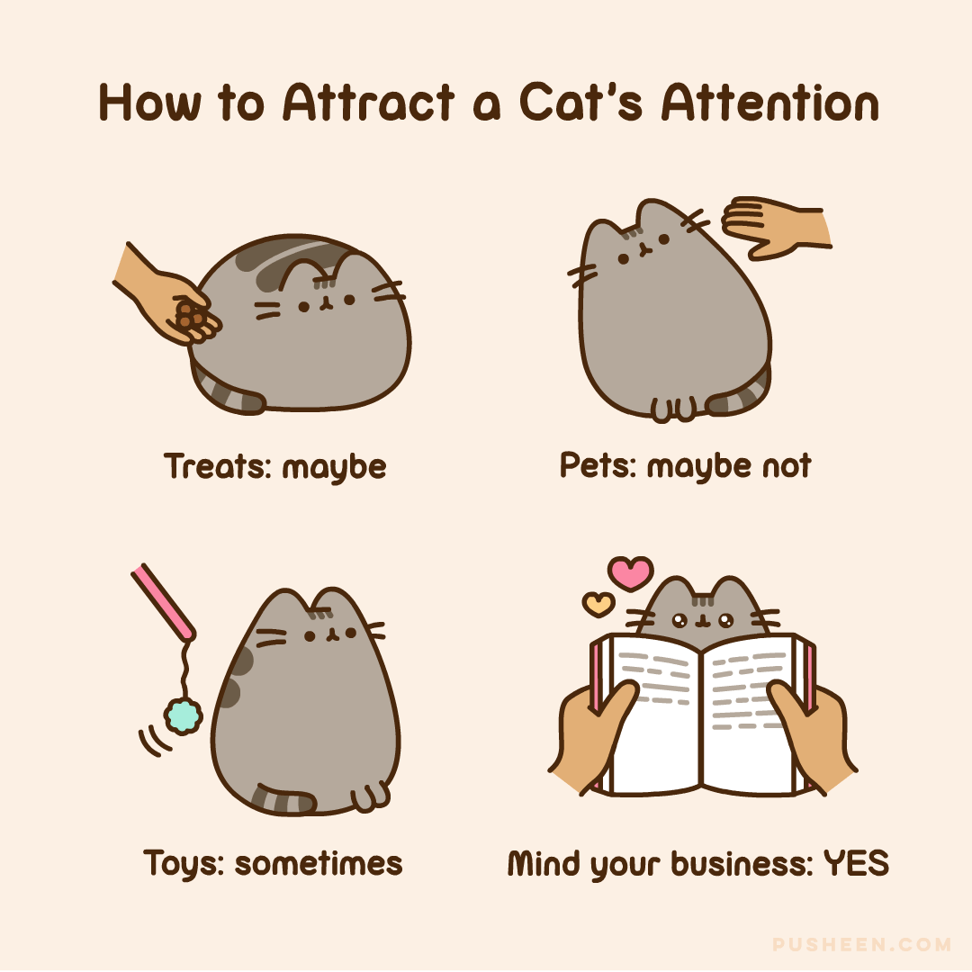 How to attract a cat's attention