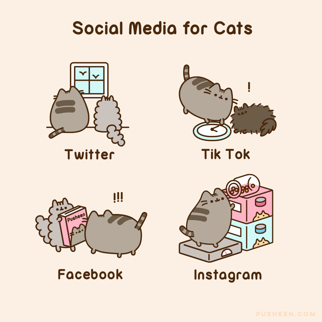 Social Media for Cats