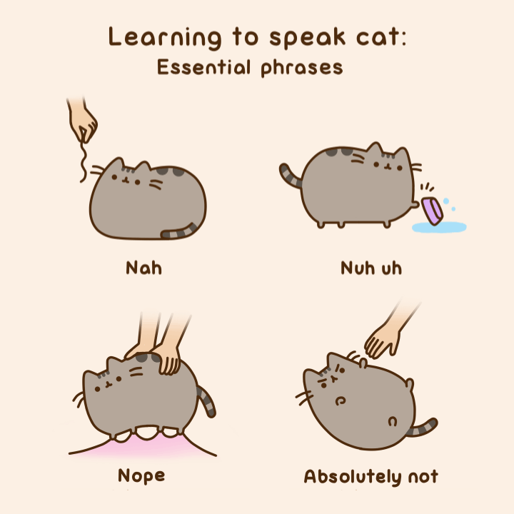 Learning to Speak Cat: Essential Phrases