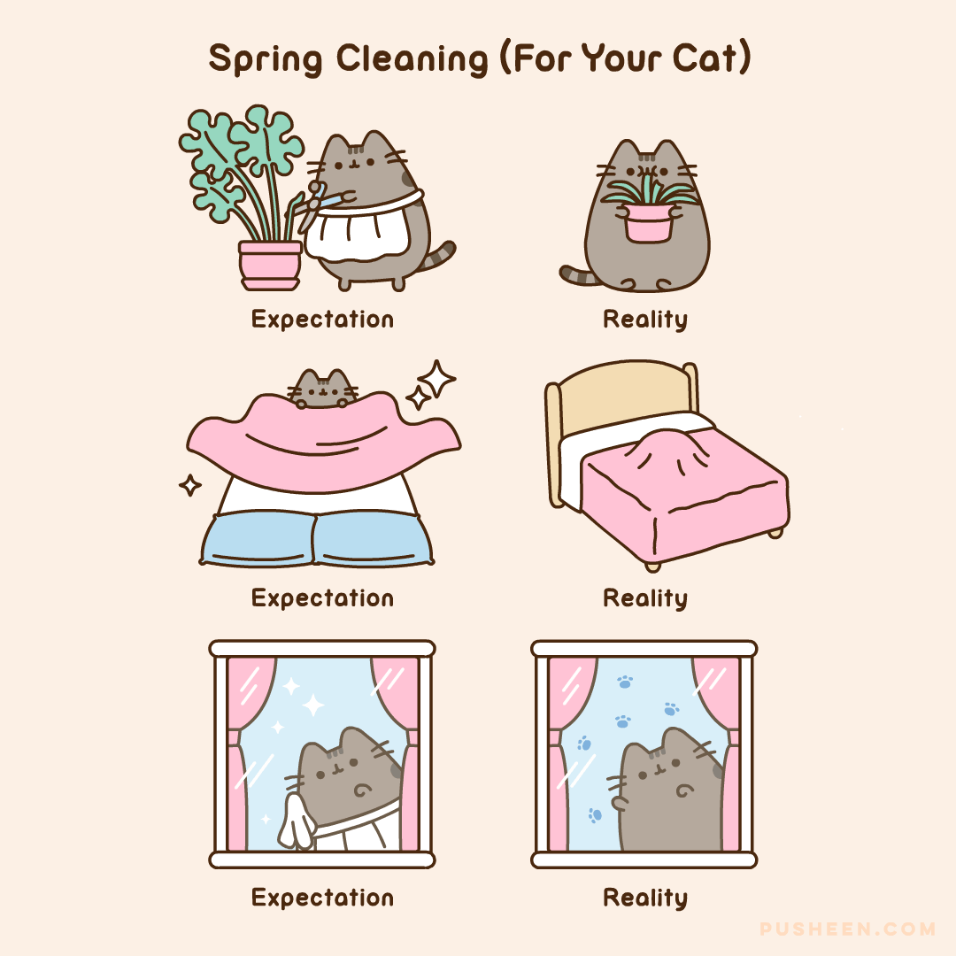 Spring Cleaning (For Your Cat)
