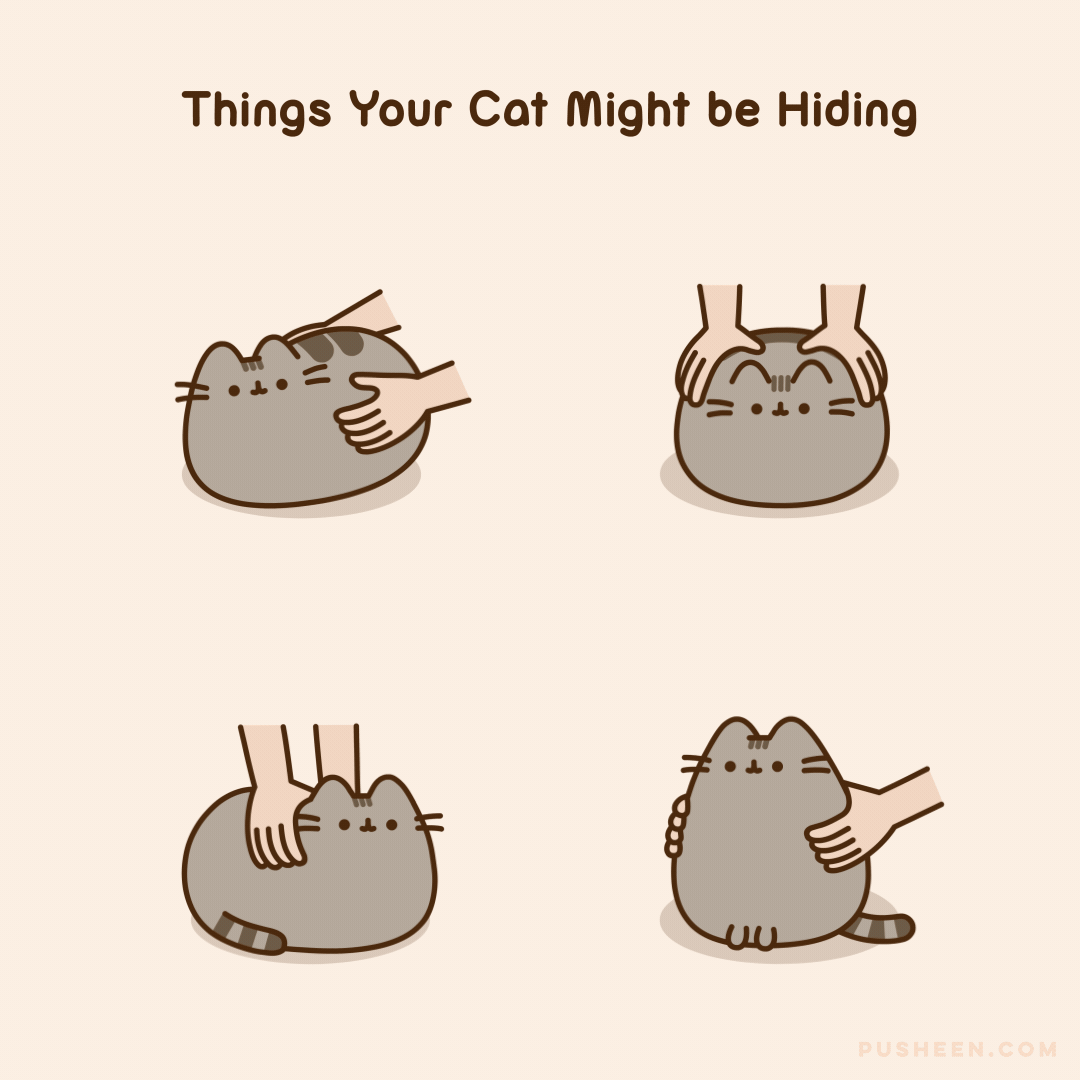 Things Your Cat Might be Hiding