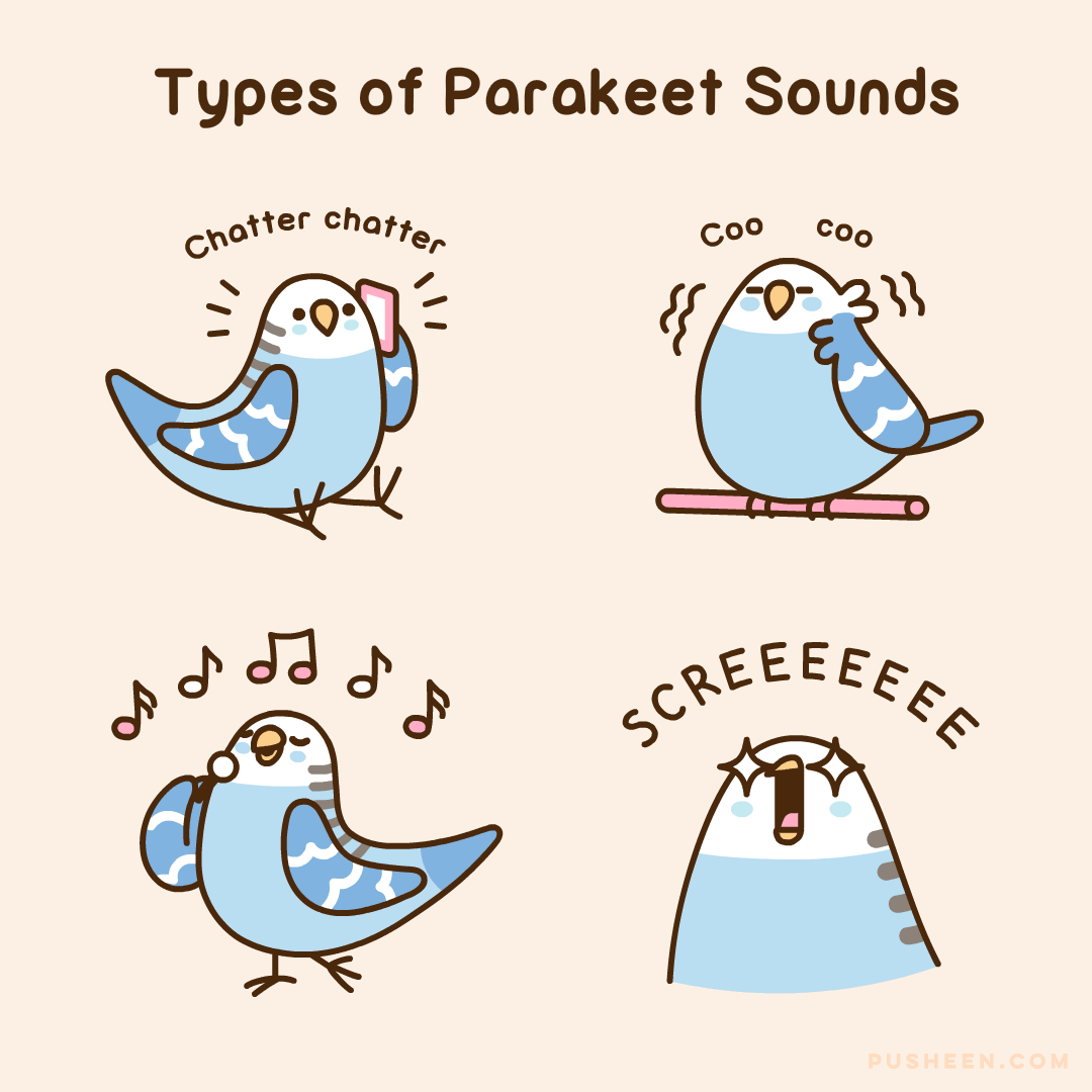 Types of Parakeet Sounds
