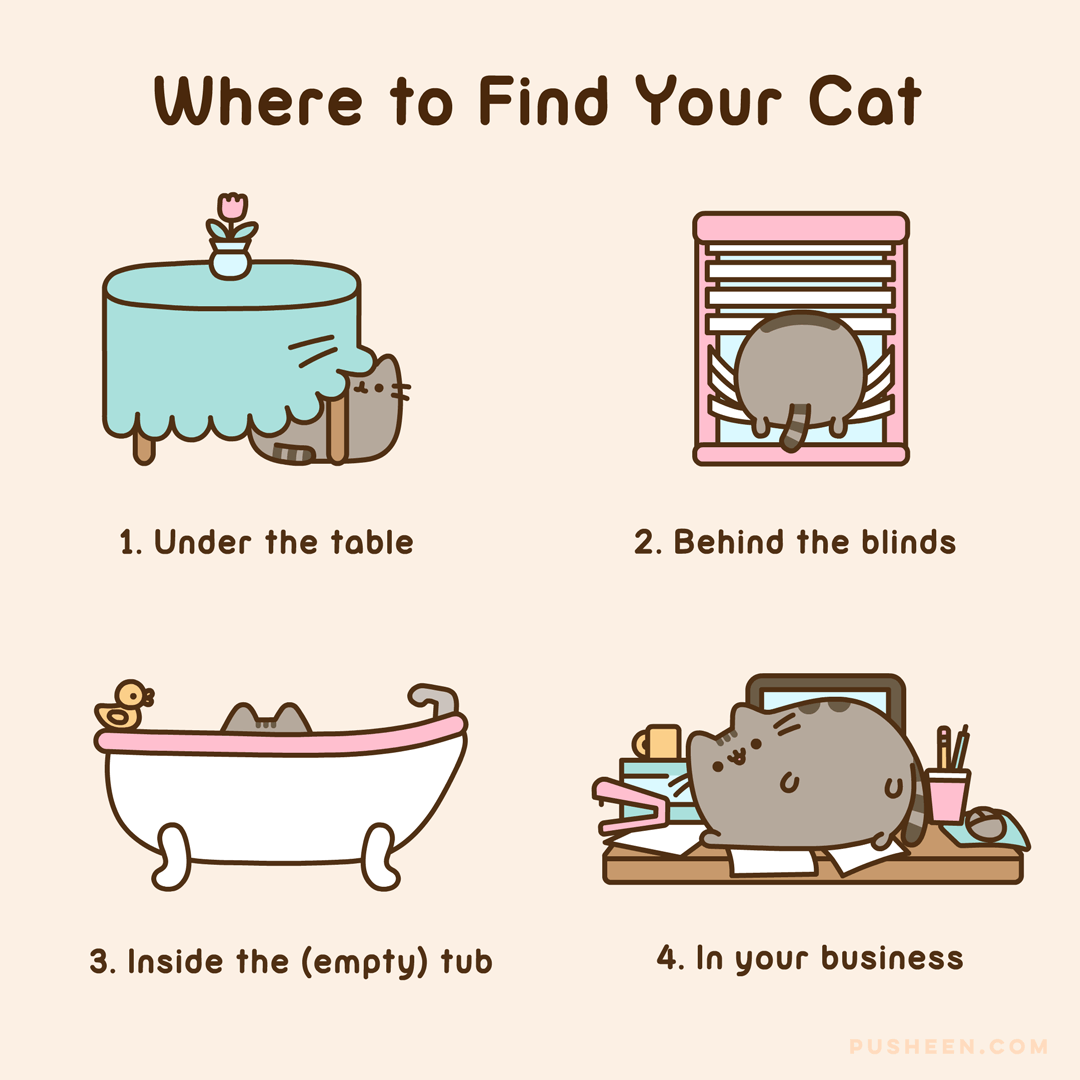Where to Find Your Cat
