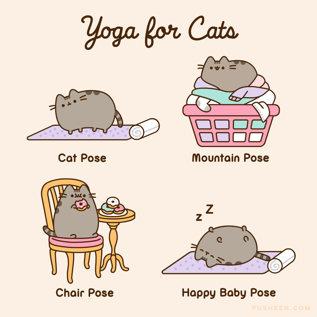 Yoga for Cats